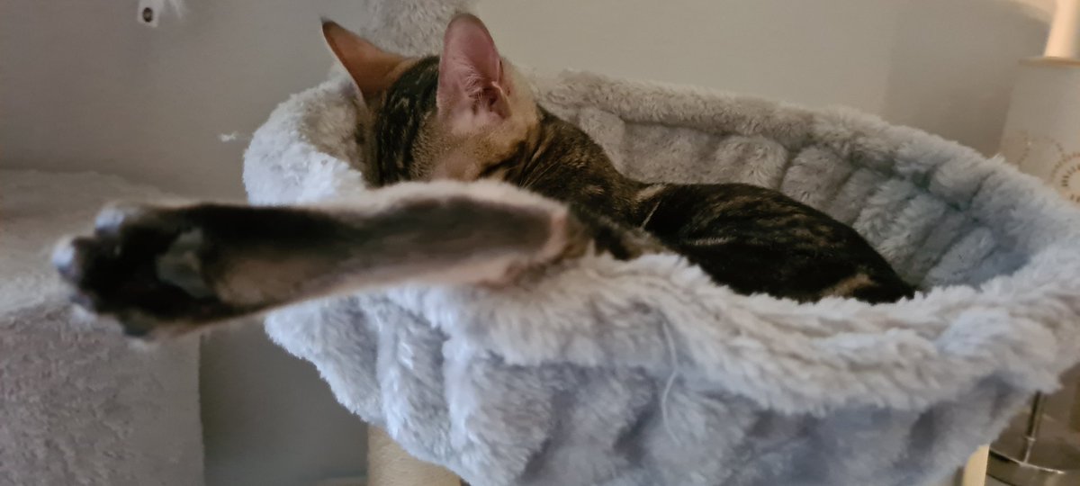 coppjon's tweet photo. Kangaroo cat @ShouldHaveCat https://t.co/4BdRH9ndou