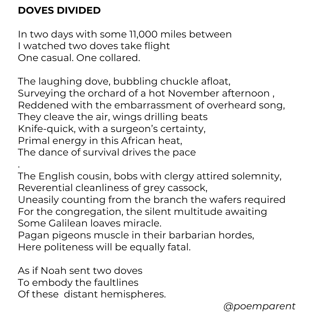 poemparent's tweet photo. A poem for #RSPB #BigGardenBirdwatch weekend. A date followed with true solemnity in the poemparent household.
#rspbgardenbirdwatch #dove #doves #collareddoves #birdwatching #gardenbirds #biggardenbirdwatch2025 @rspb @rspbengland
#poetry #poemoftheday #poemaday https://t.co/Q3Zx7K0wZ5