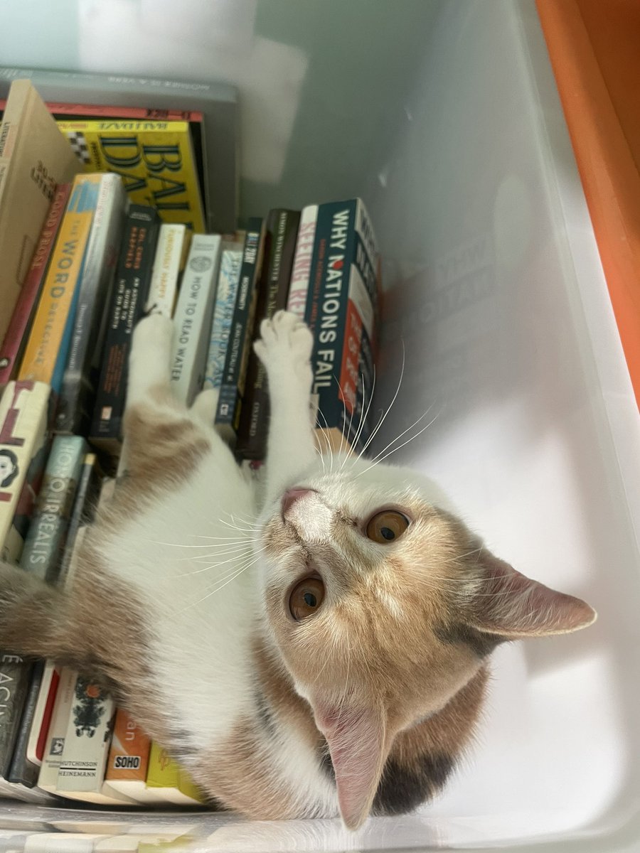 v_eleonar's tweet photo. Hi everyone! Help Obo declutter her mom’s book stacks — she needs more space to play around~

More details on the thread below 👇🏻 silakan DM untuk tanya-tanya! 

#wts #prelovednovel https://t.co/fjvXbbaZAw
