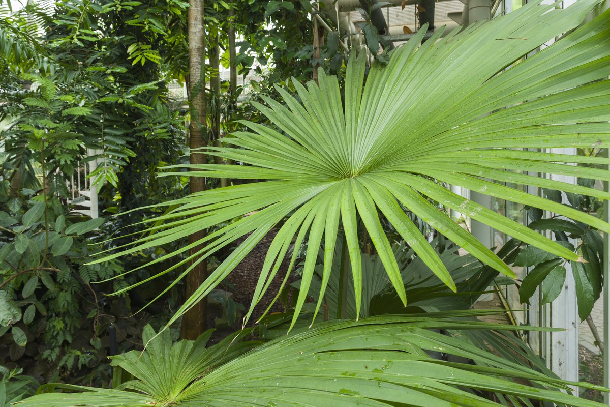 Cam Botanic Garden (@cubotanicgarden) on Twitter photo 3/3 Thank you <a href="/DonnaLFerguson/">Donna Ferguson @donnalferguson.bsky.social</a> for today’s exclusive in The Observer highlighting this critical issue #biodiversity 3/3 Thank you <a href="/DonnaLFerguson/">Donna Ferguson @donnalferguson.bsky.social</a> for today’s exclusive in The Observer highlighting this critical issue #biodiversity
