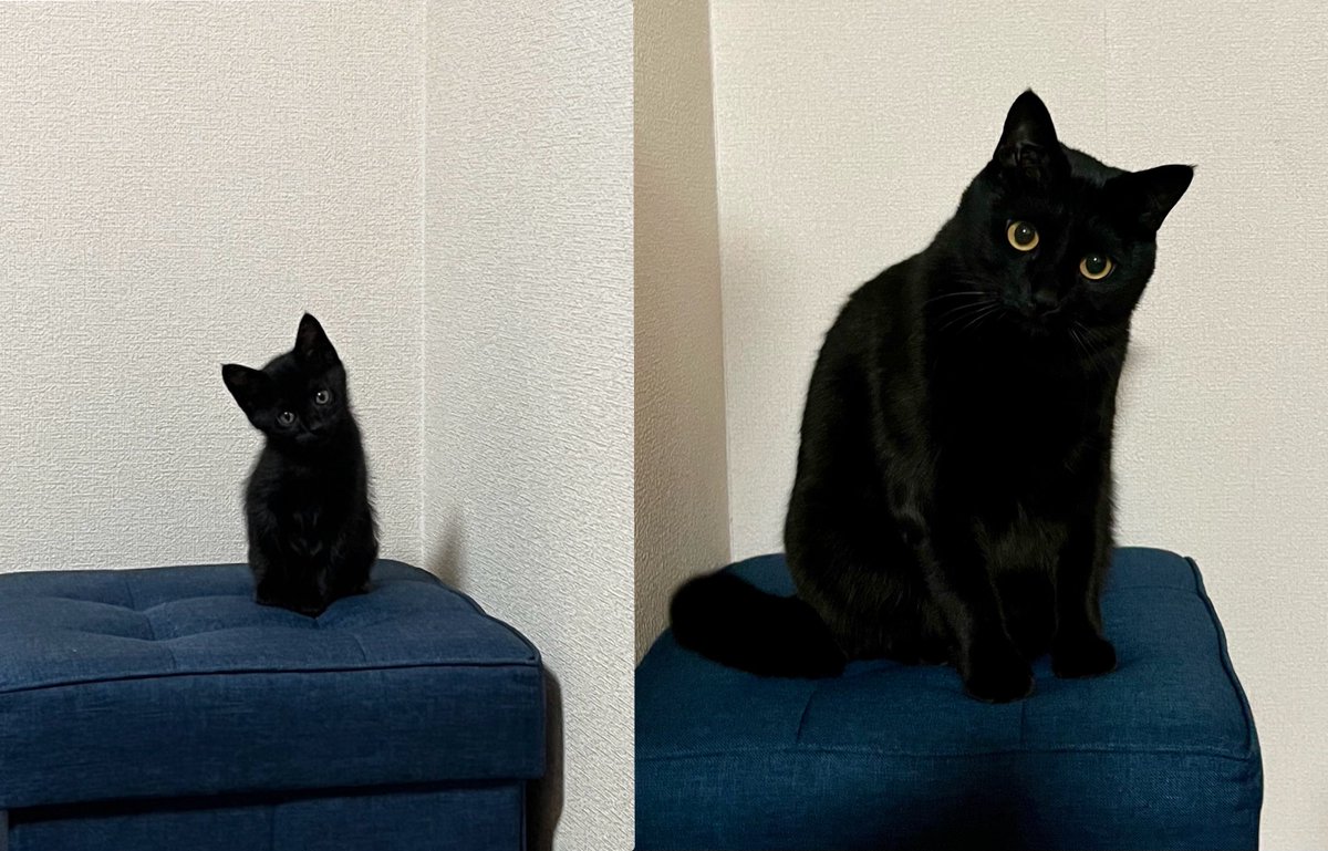 ←2年前                                      →現在

大きくなりました。🐈‍⬛