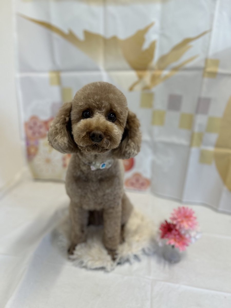 ken_kame's tweet photo. トリミングの様子が送られてきました😊
大人しく良い子でトリミング出来た模様です✂️
トリミング最中に寝そうになったそうで(笑)
ちょっと思ったより毛量が多かったので次回は少し減らしてもらうよう伝えました😌
なんせ初だからしょうがないね(´・ω・｀)
体重も測れないので家で測ったら7.4kgでした。 https://t.co/W1KmXC0sMS