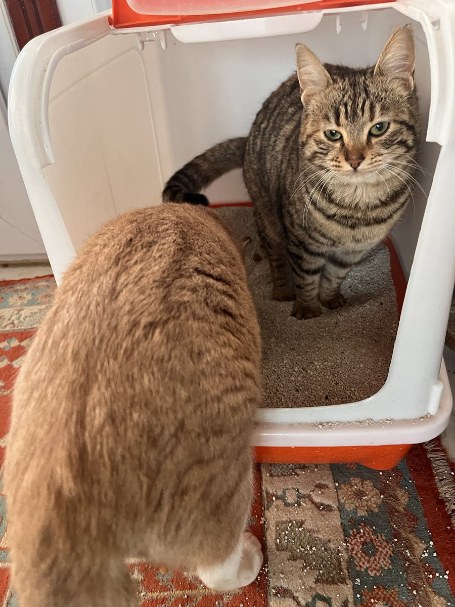 Tahin&amp;Pekmez kardeşlere yuva arıyorum. 📍Tekirdağ-İstanbul. 27 nisan doğumlu ve kısırlar. İnsana aşıklar, kucakta uyumaya bayılırlar. Kum kullanıyorlar. Birbirlerine aşırı bağlılar. Öncelikli olarak beraber sahiplenecek ömürlük ailesini arıyoruz. Canları tehlikede her gün…