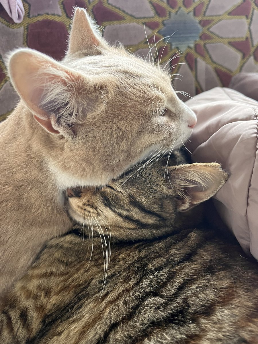 totorovekanki's tweet photo. Tahin&amp;Pekmez kardeşlere yuva arıyorum. 📍Tekirdağ-İstanbul. 27 nisan doğumlu ve kısırlar. İnsana aşıklar, kucakta uyumaya bayılırlar. Kum kullanıyorlar. Birbirlerine aşırı bağlılar. Öncelikli olarak beraber sahiplenecek ömürlük ailesini arıyoruz. Canları tehlikede her gün… https://t.co/GRK12O6m6h