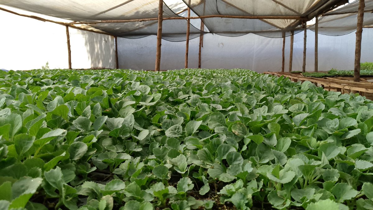 Nico_mutua11's tweet photo. Time to level up your garden with our Cone Gardens! π± Plant fresh crops and get that kibao harvest bila stress. Start now, and watch your garden thrive! #ConeGardens #ShambaGoals #MkulimaVibes https://t.co/bImMsdCxSG