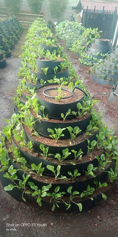 Nico_mutua11's tweet photo. Time to level up your garden with our Cone Gardens! π± Plant fresh crops and get that kibao harvest bila stress. Start now, and watch your garden thrive! #ConeGardens #ShambaGoals #MkulimaVibes https://t.co/bImMsdCxSG