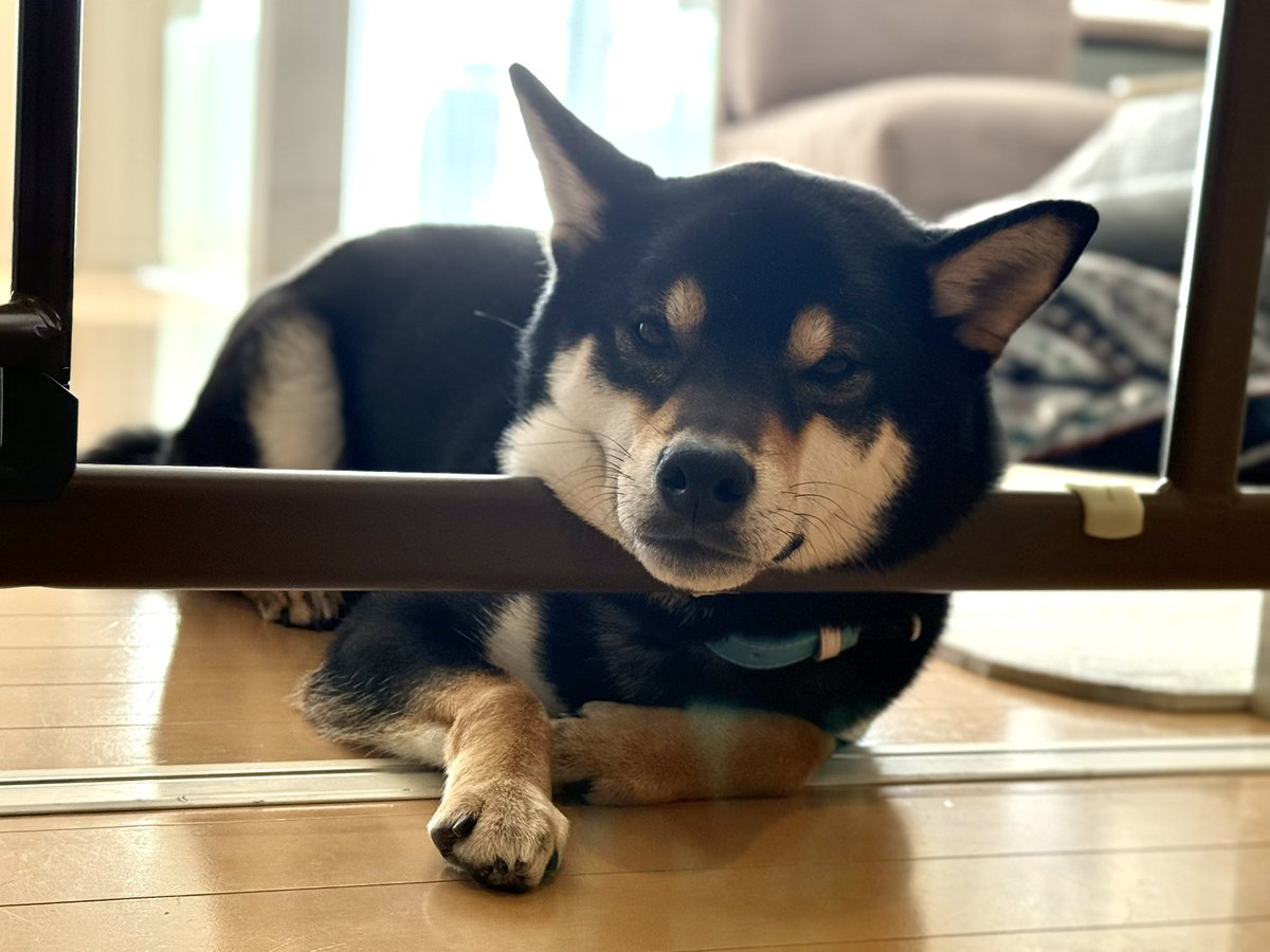 待ちくたびれたイッヌ②🐶🐾