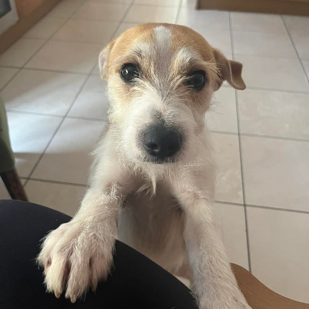 RUSTY is still #missing 😔

Since Rusty disappeared, there has been no confirmed sighting.
If a friend, family member or neighbour has a new dog that looks like Rusty, please report it to us or ask them to let him go back to his family. 
RUSTY #missing #Upton #Dorset #BH16