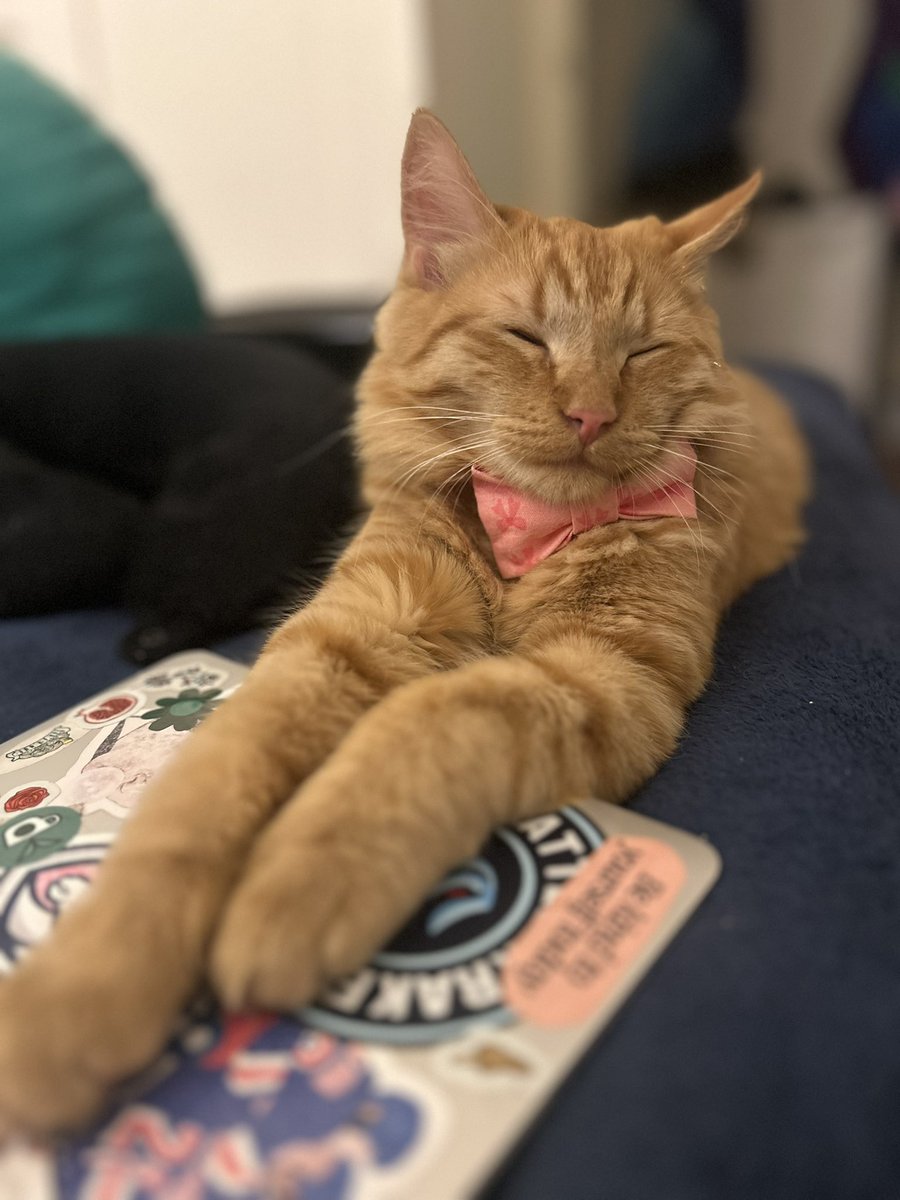 Everyone stop what you’re doing and look at my son’s perfect cat