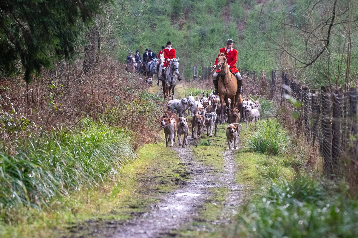 lurcherwork's tweet image. #hound #foxhound #hunting #followhounds #keephunting