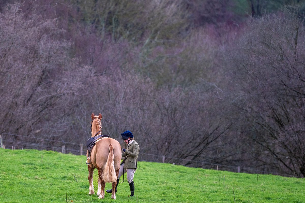 lurcherwork's tweet image. #hound #foxhound #hunting #followhounds #keephunting