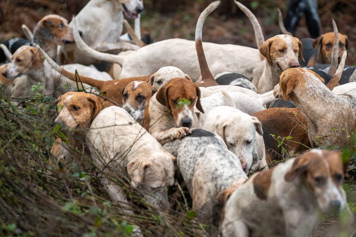 lurcherwork's tweet image. #hound #foxhound #hunting #followhounds #keephunting