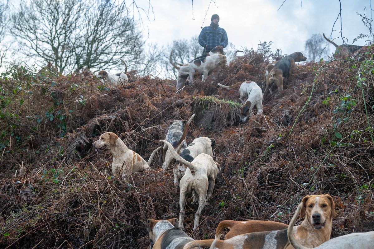 lurcherwork's tweet image. #hound #foxhound #hunting #followhounds #keephunting