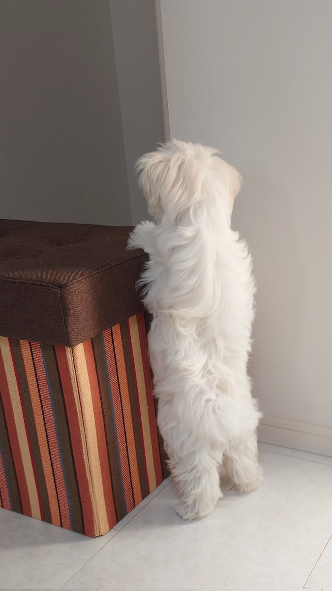 DesignNagimom's tweet photo. 最近犬を飼った、筈なんだけど。
中に人が入っているようにしか見えない。 https://t.co/Cb1SPssqoq