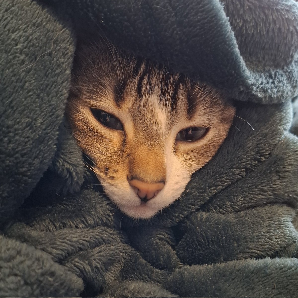 ateliermoeli's tweet photo. Dimanche de tempête, on reste bien au chaud. 2 plaids sur la tête, mais visiblement un 3e ne serait pas du luxe https://t.co/owsRZlxcxA