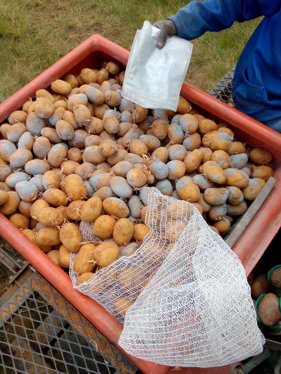 MMavusoo's tweet image. #MCV🥔