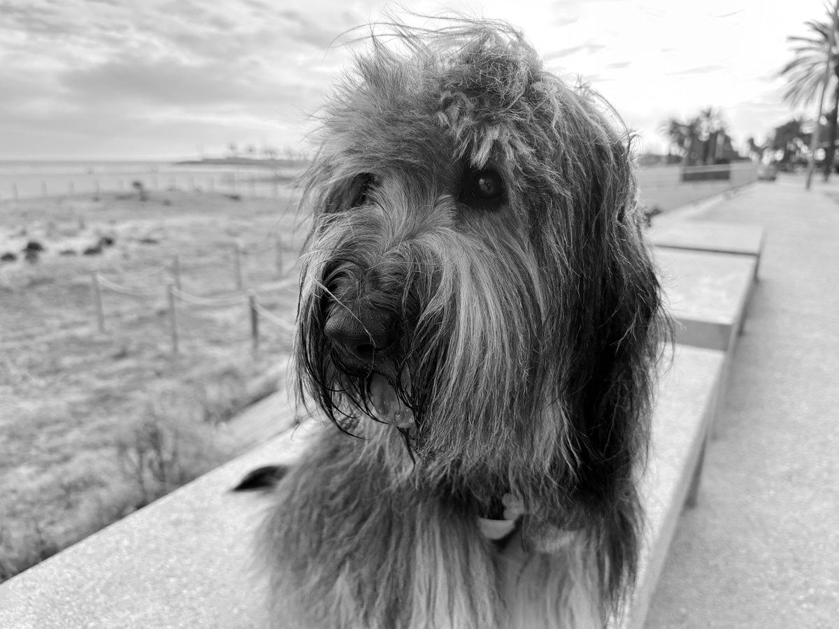 senyortro's tweet photo. #toto #senyortro https://t.co/UrYlMj32jv