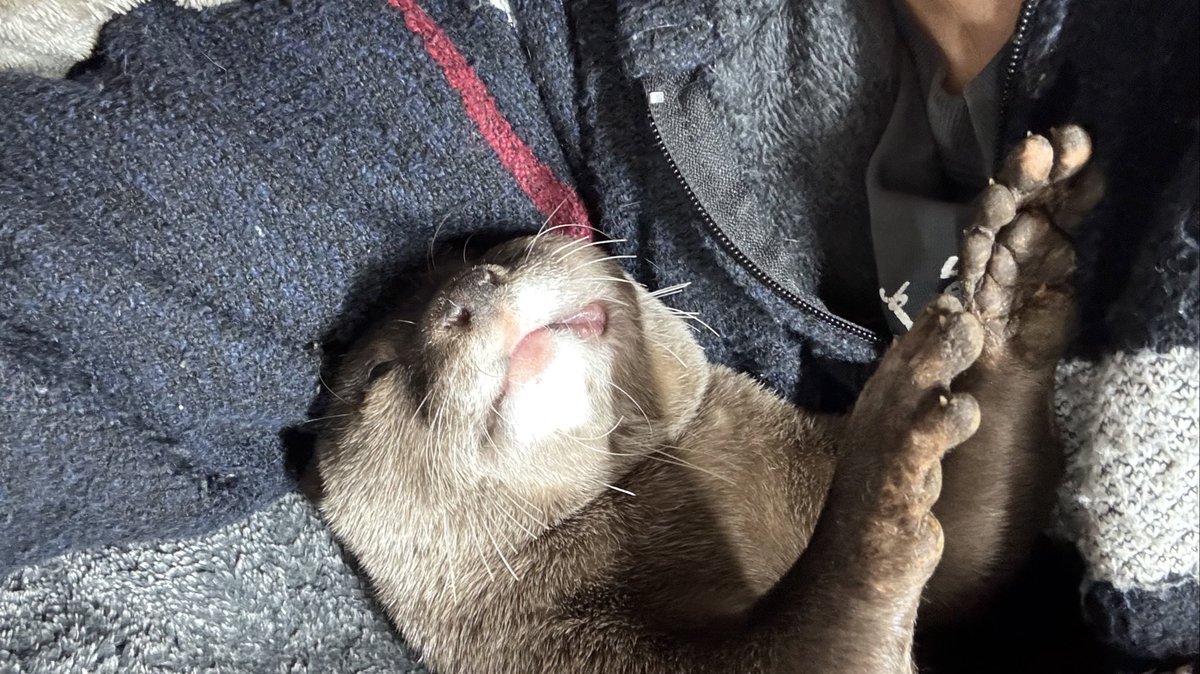 Ui has been sick all day and bedridden. The swelling has not gone down yet.
Depending on how she is tomorrow, we may go to the hospital again...
ういさん、今日はずっと具合が悪そうで寝たきり。腫れもまだひかず。
明日の様子次第でまた病院行くかな。。。