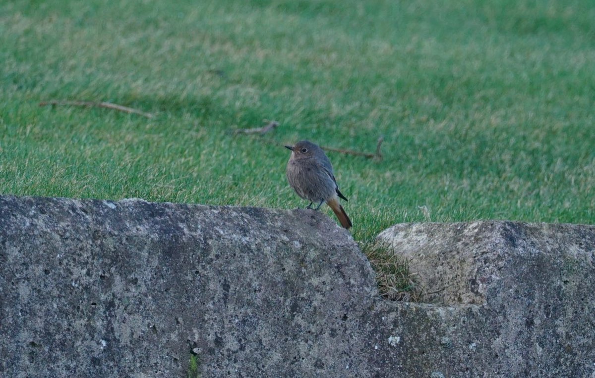 Lovely views of 2 Bewick’s swans off Moss lane yesterday with a minimum of 70 whoopers. Also lovely but brief views of the black redstart at Knot End-on-Sea takes me to 💯 for the year. <a href="/FyldeBirdClub/">Fylde Bird Club</a> 

Moss lane <a href="/Team_eBird/">eBird</a> checklist here - tinyurl.com/jakucyb7