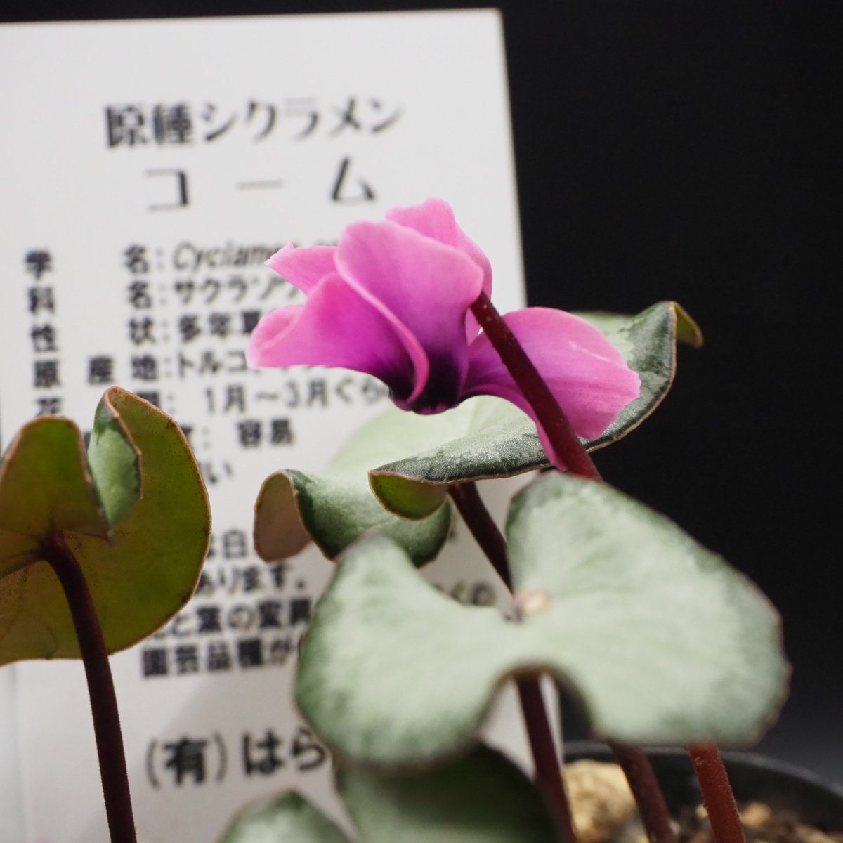 kudzu928's tweet photo. Mr.シードマンさんでのお買い物②
コウム 'アリスD'
波打つ花と葉っぱ(＋花色)が特徴なのだとか🥸
皆様沢山あるので次のくじで…！という方が
多かったように思います。
#原種シクラメン #AliceD #コウム #はら園芸 https://t.co/gIcBk2omJr