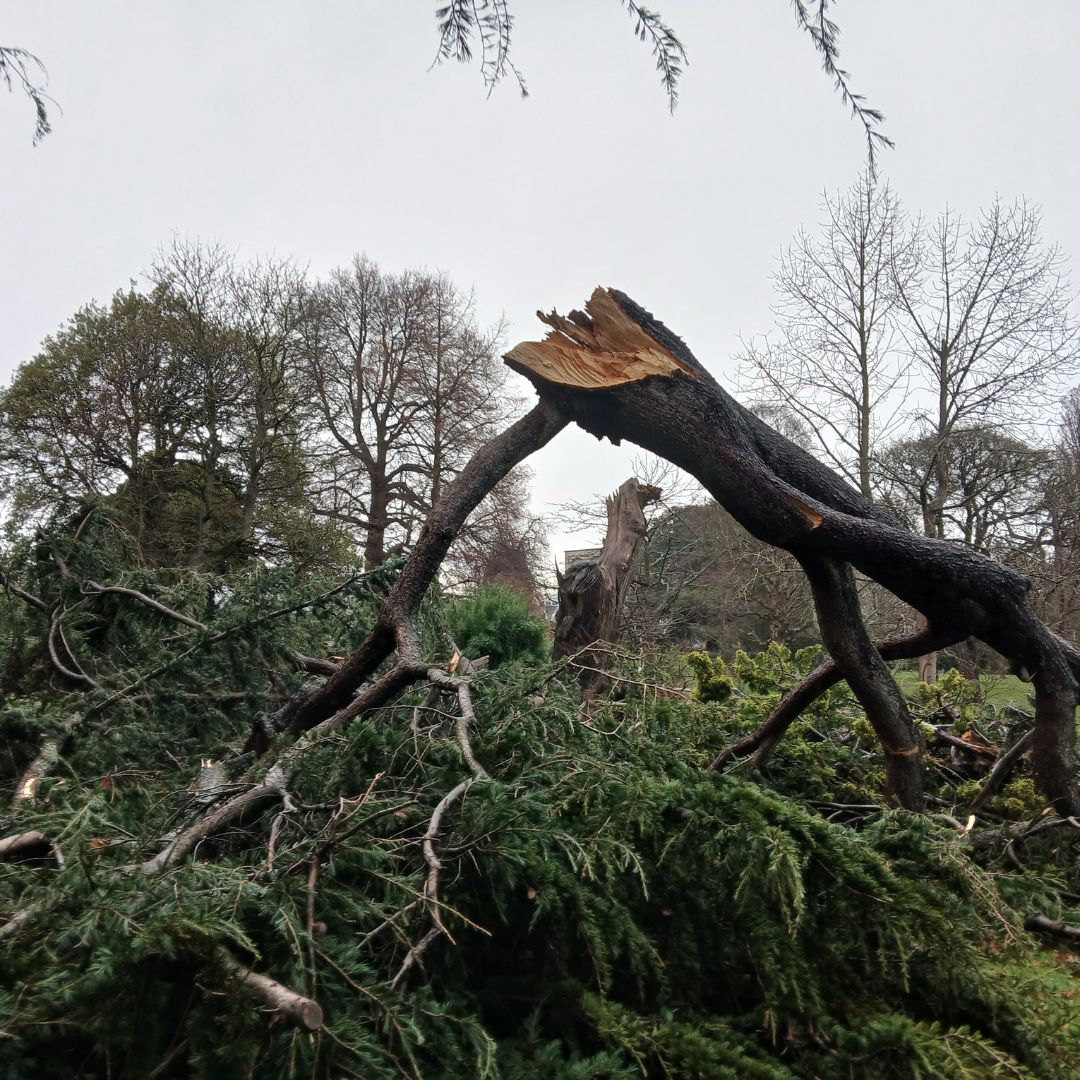 🚨 We’re sad to announce that #StormÉowyn has caused severe damage across our Gardens.

At #Edinburgh, 15 trees have been lost – either uprooted or damaged beyond recovery. This includes the Garden’s tallest tree, the 29-metre Cedrus deodara, planted in 1859 👇