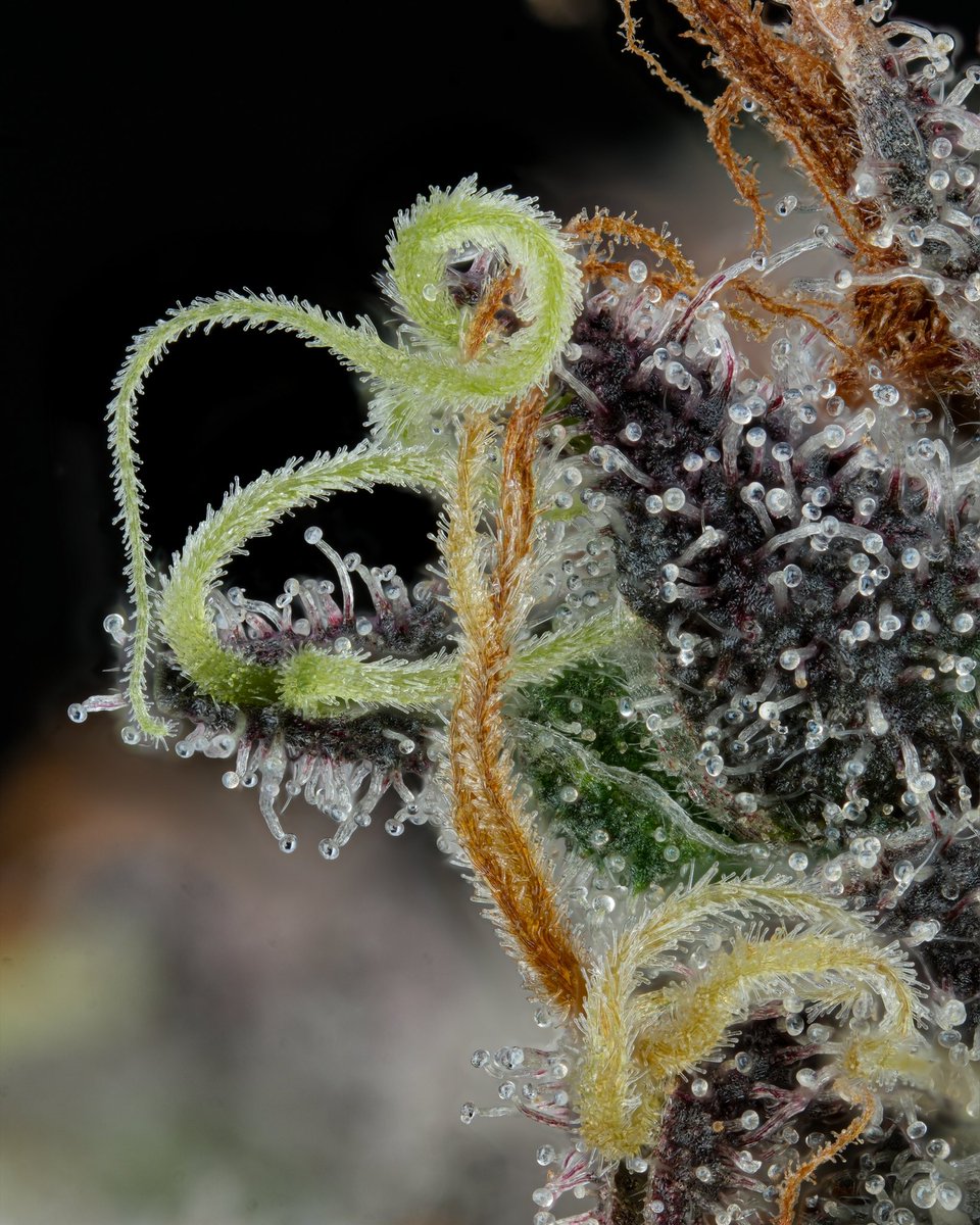 Fire as Fuck

Grown by <a href="/GrindCannabisCo/">Grind Cannabis Co</a> 

Does Crane City Cannabis have X?

📸 : <a href="/TheCuratorCoME/">The Curator Co</a> 

70/30 Coco
Mix HPS/LED 
Day 65 🪓