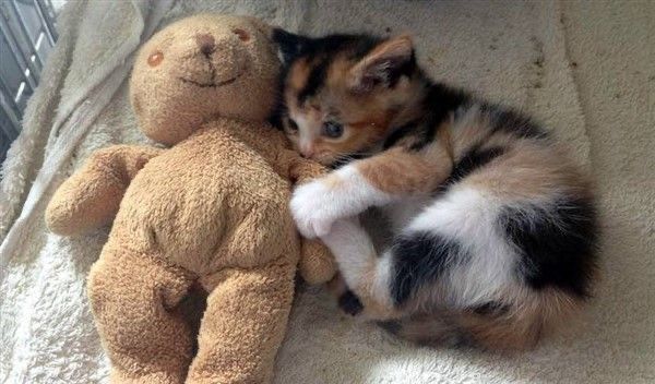 Why you should have a cat (@shouldhavecat) on Twitter photo 