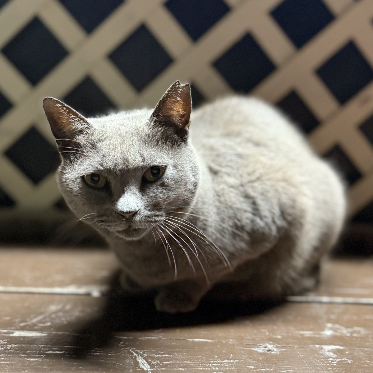 奄美の屋仁川で綺麗な猫ちゃんに遭遇🐈‍⬛