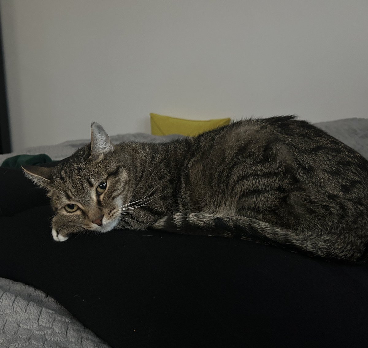 Andrey_iosdev's tweet image. My cat waiting for the Red Panda update
#buildinpublic #iosdevs #indiehackers