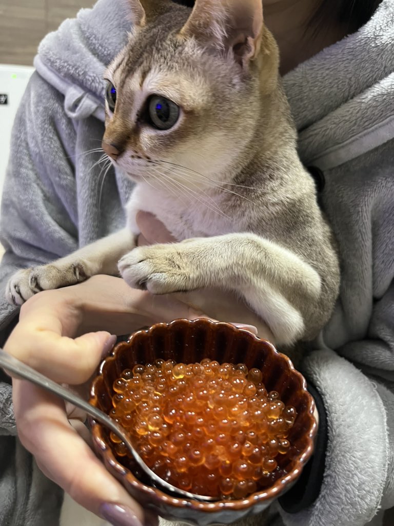 fifidayoo's tweet photo. こんばんにゃ！今日で10歳になったよ🐱✨これからもよろしくにゃ〜🩷

#シンガプーラ #ふぃーふぃ https://t.co/T3Bhoxj5xX