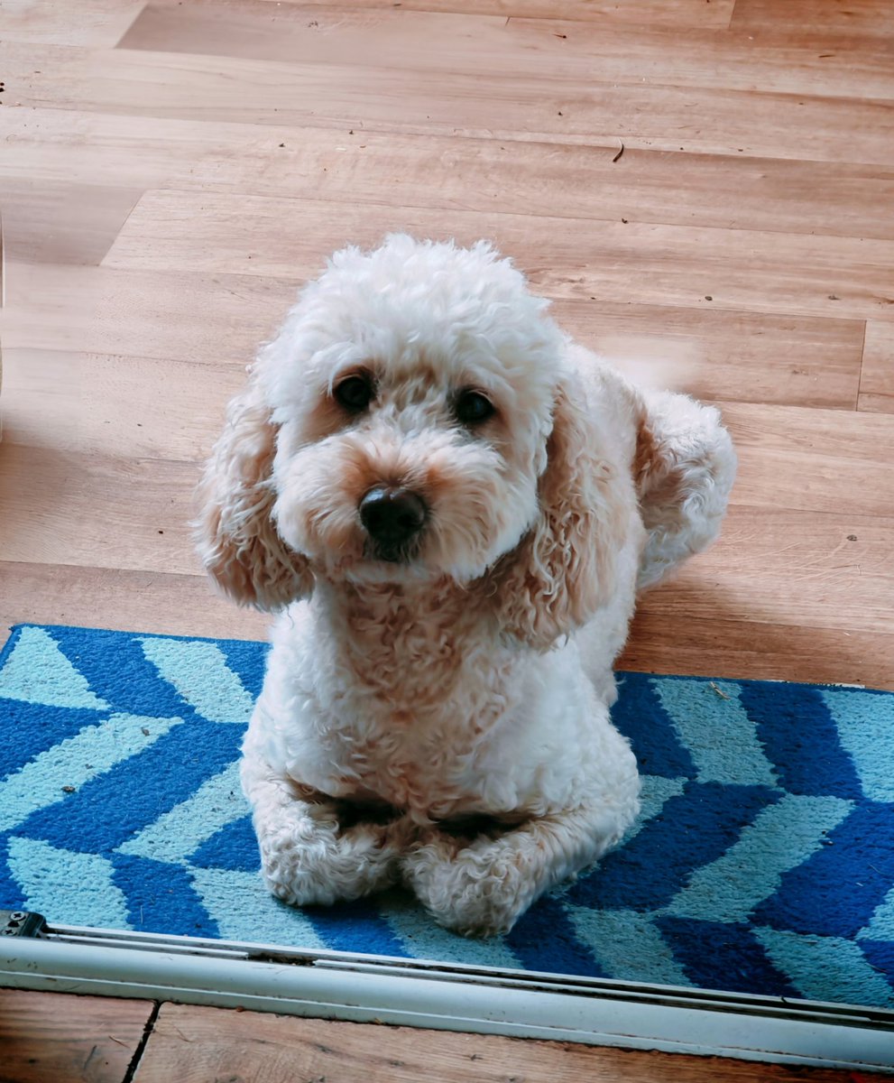 Spreyton Press Cider tweet media