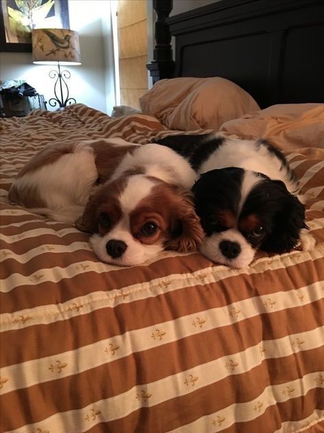 dogsheetcoin's tweet photo. dogs love sheet https://t.co/ZQreKtSX2F