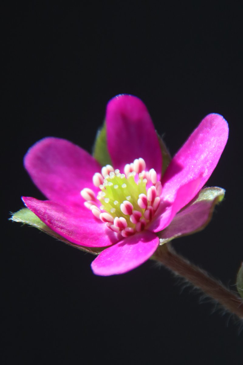 gontanokoneroku's tweet photo. Hepatica 😊

#HepaticaNobilis #Liverwort #Hepatica https://t.co/Ls9j2hJbWm