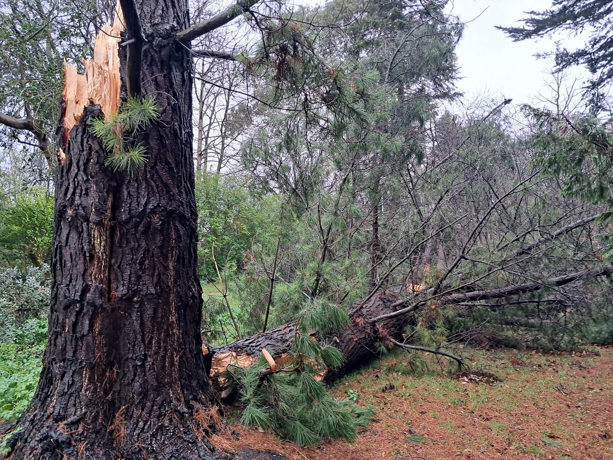 Trinity College Botanic Garden (@tcbotanicgarden) on Twitter photo A beautiful Pinus radiata (Monterey pine) snapped in two by powerful #StormÉowyn. While threatened in the wild, it is however fast-growing and we can always plant again...
<a href="/tcddublin/">Trinity College Dublin</a> <a href="/TCD_NatSci/">School of Natural Sciences, Trinity College Dublin</a> A beautiful Pinus radiata (Monterey pine) snapped in two by powerful #StormÉowyn. While threatened in the wild, it is however fast-growing and we can always plant again...
<a href="/tcddublin/">Trinity College Dublin</a> <a href="/TCD_NatSci/">School of Natural Sciences, Trinity College Dublin</a>