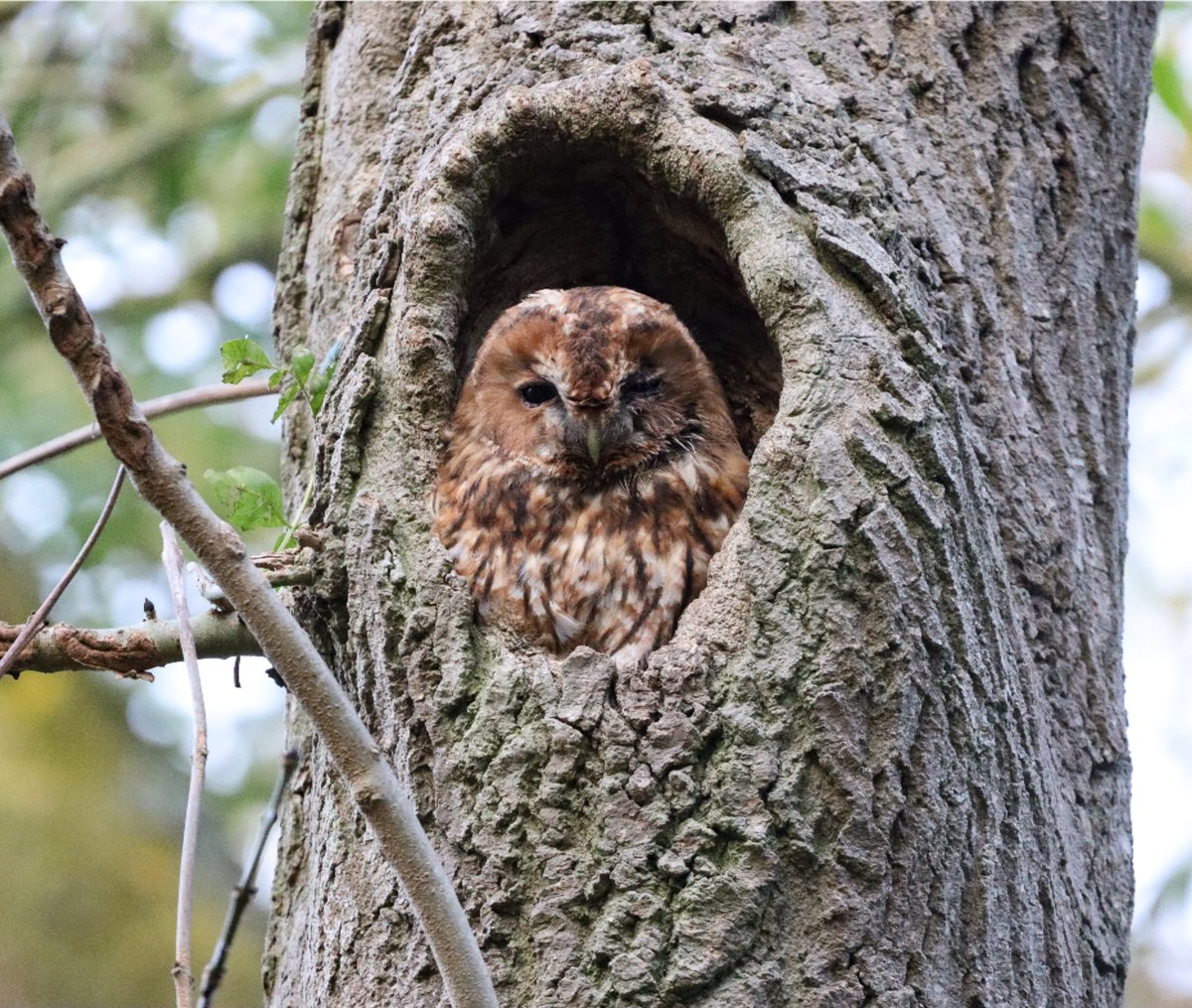 What a stunning photo of a tawny owl, captured by Claire R in Essex 🦉

Did you know, there are 5 species of #owl in the UK, but over 250 in the world! They are found on every continent except Antarctica.