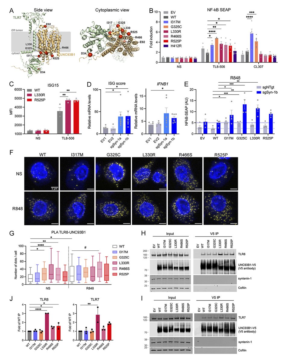 JExpMed's tweet photo. .@Clemence_Dvd et al. @crow_lab suggest that UNC93B1 mutations cause monogenic systemic #lupus erythematosus or chilblain lupus due to differentially enhanced TLR7 and TLR8 signaling. https://t.co/T9bsycia38

📘 In our #Immunology update collection: https://t.co/laek6xwqwp https://t.co/TIt6cwyBQL