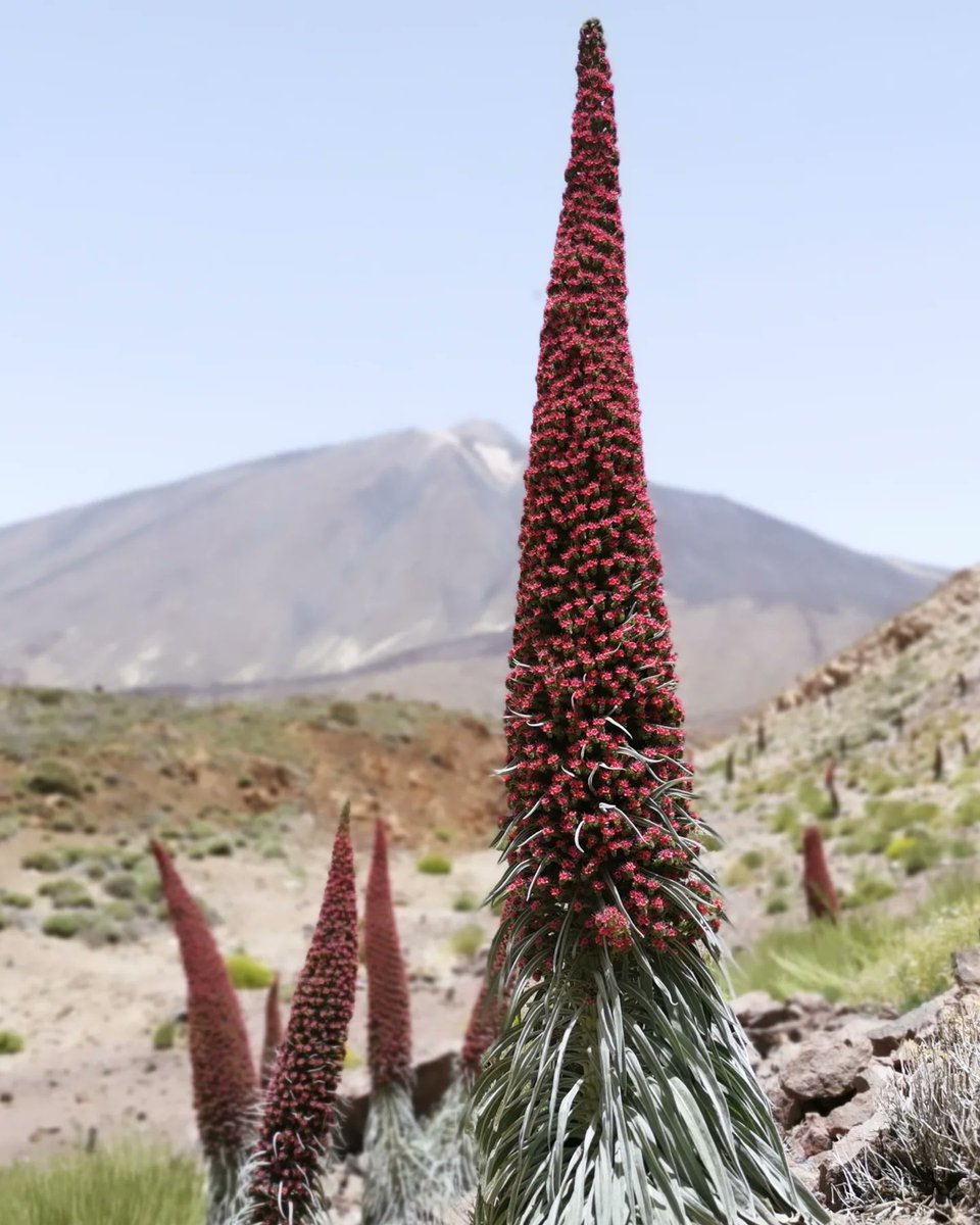 Chris Thorogood tweet media