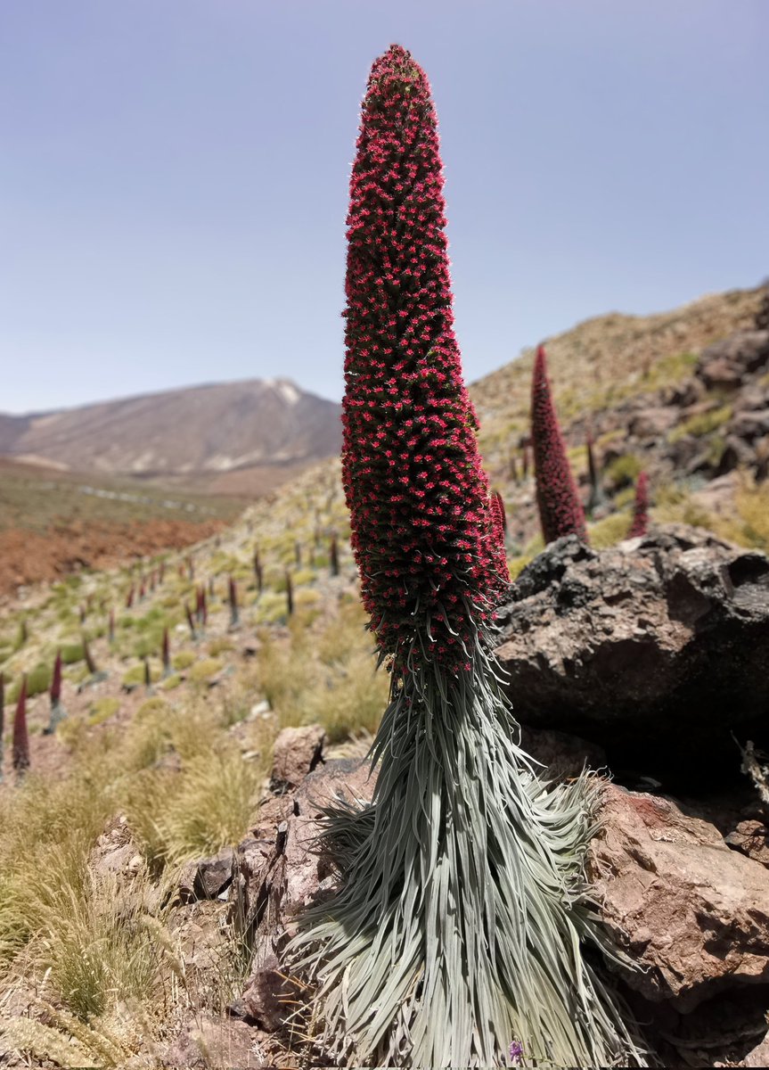 Chris Thorogood tweet media