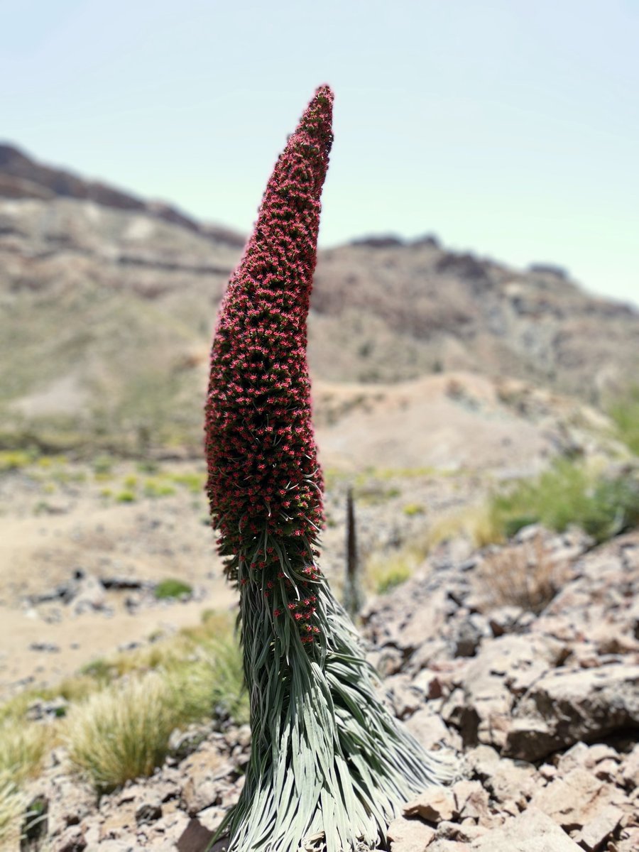 Chris Thorogood tweet media