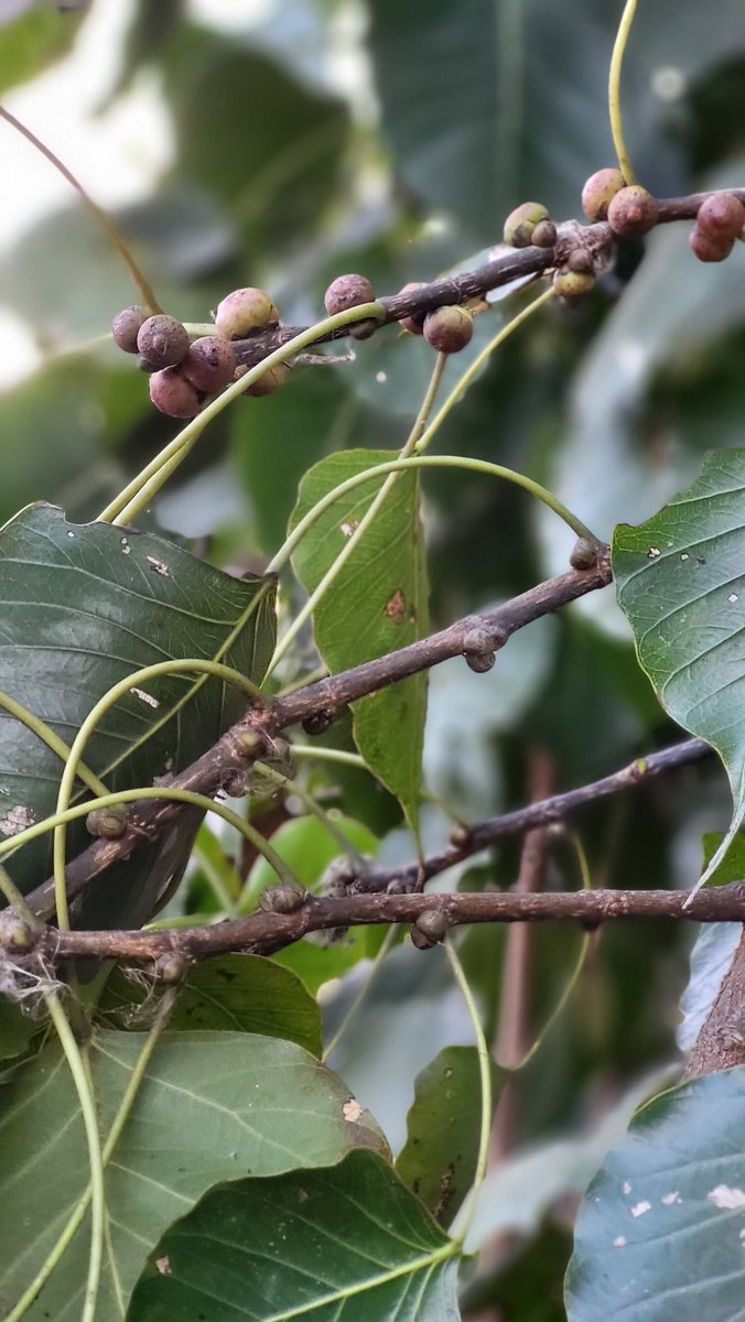 Simbarashe Mudavanhu tweet media