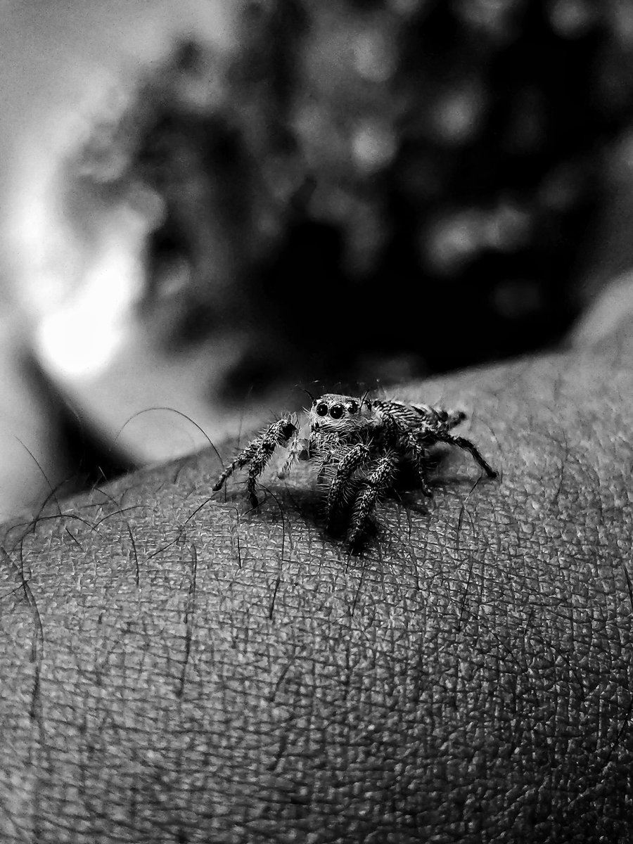 Jazz9559's tweet photo. This lil Arachnid posed for me, even climbed my arm, such a lil cutie

#arachnid #spider #oneplus #shotononeplus @OnePlus_IN @NatGeoPhotos https://t.co/Vwgke5qx7O