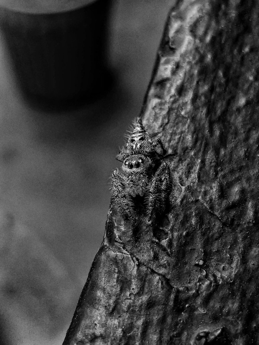 Jazz9559's tweet photo. This lil Arachnid posed for me, even climbed my arm, such a lil cutie

#arachnid #spider #oneplus #shotononeplus @OnePlus_IN @NatGeoPhotos https://t.co/Vwgke5qx7O