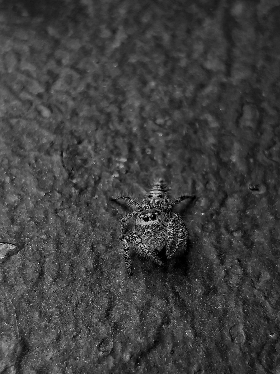 Jazz9559's tweet photo. This lil Arachnid posed for me, even climbed my arm, such a lil cutie

#arachnid #spider #oneplus #shotononeplus @OnePlus_IN @NatGeoPhotos https://t.co/Vwgke5qx7O