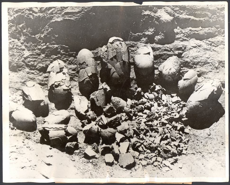 January  26, 1884, birthday of American naturalist and explorer Roy Chapman  Andrews, famous for the discovery of the first nesting sites of dinosaurs in the Gobi desert and a possible real Indiana Jones 🦖🥚
 forbes.com/sites/davidbre…