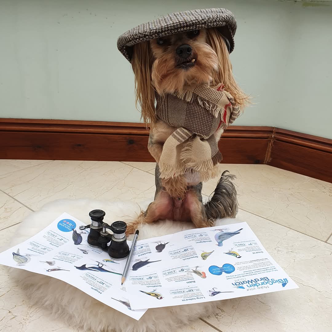 The utter uselessness PA have just completed <a href="/Natures_Voice/">RSPB</a> #BigGardenBirdwatch ... I did sleeps through it as no Philip Pheasants came for dinner.
Did yous spots anypawdy?
#MrPels #BarkshireFirefighter #BirdwatchWeekend #Somerset