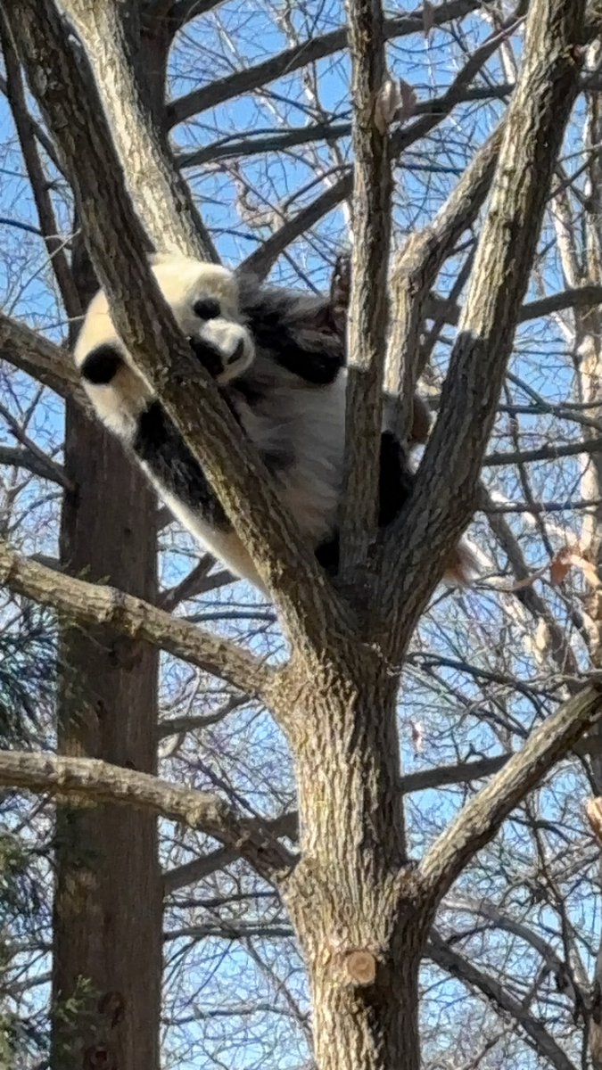 skyrushinsusie's tweet image. 2025 is the year of happiness and one thing made sure of it:  Pandas at the @NationalZoo!  #DCPandas