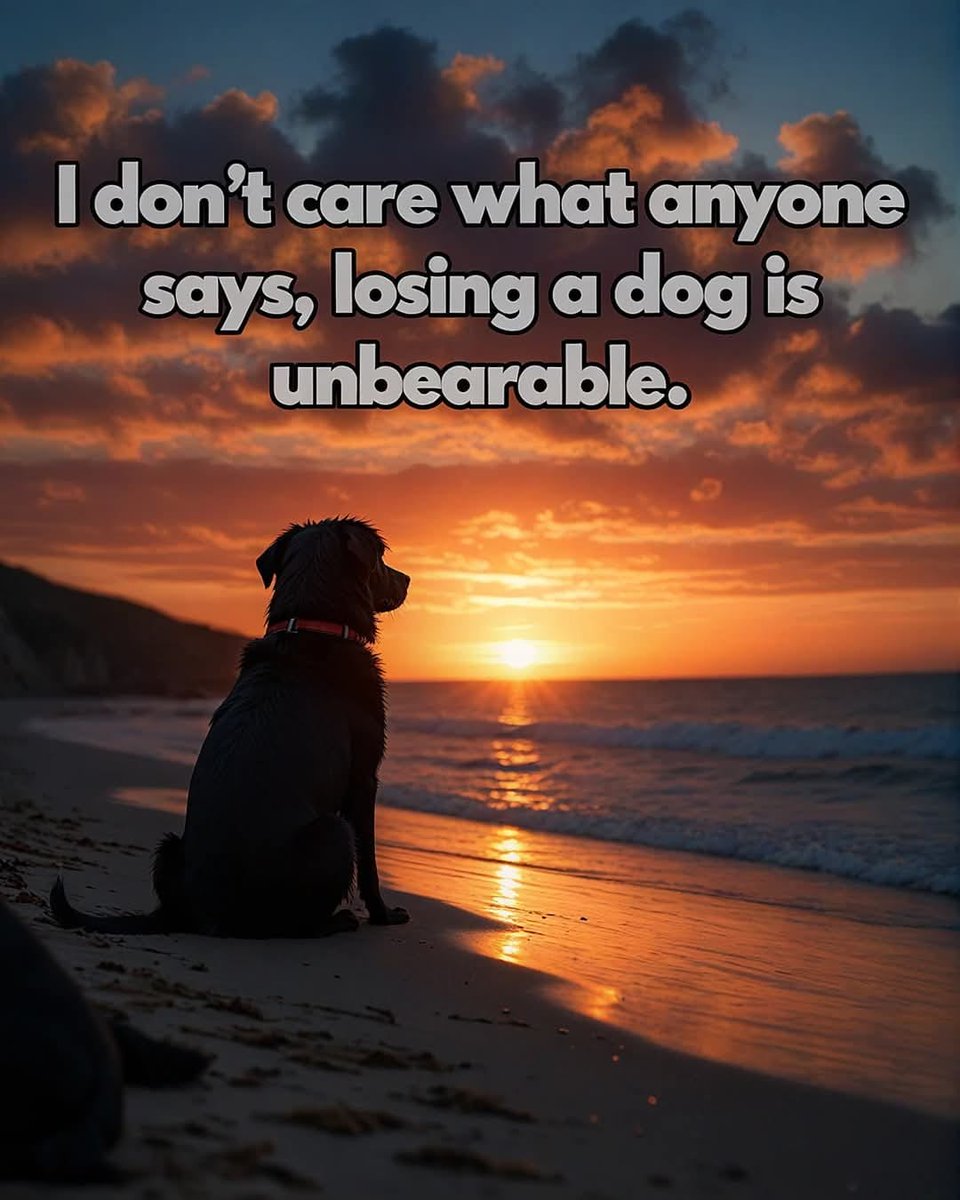 Dog Lovers tweet media