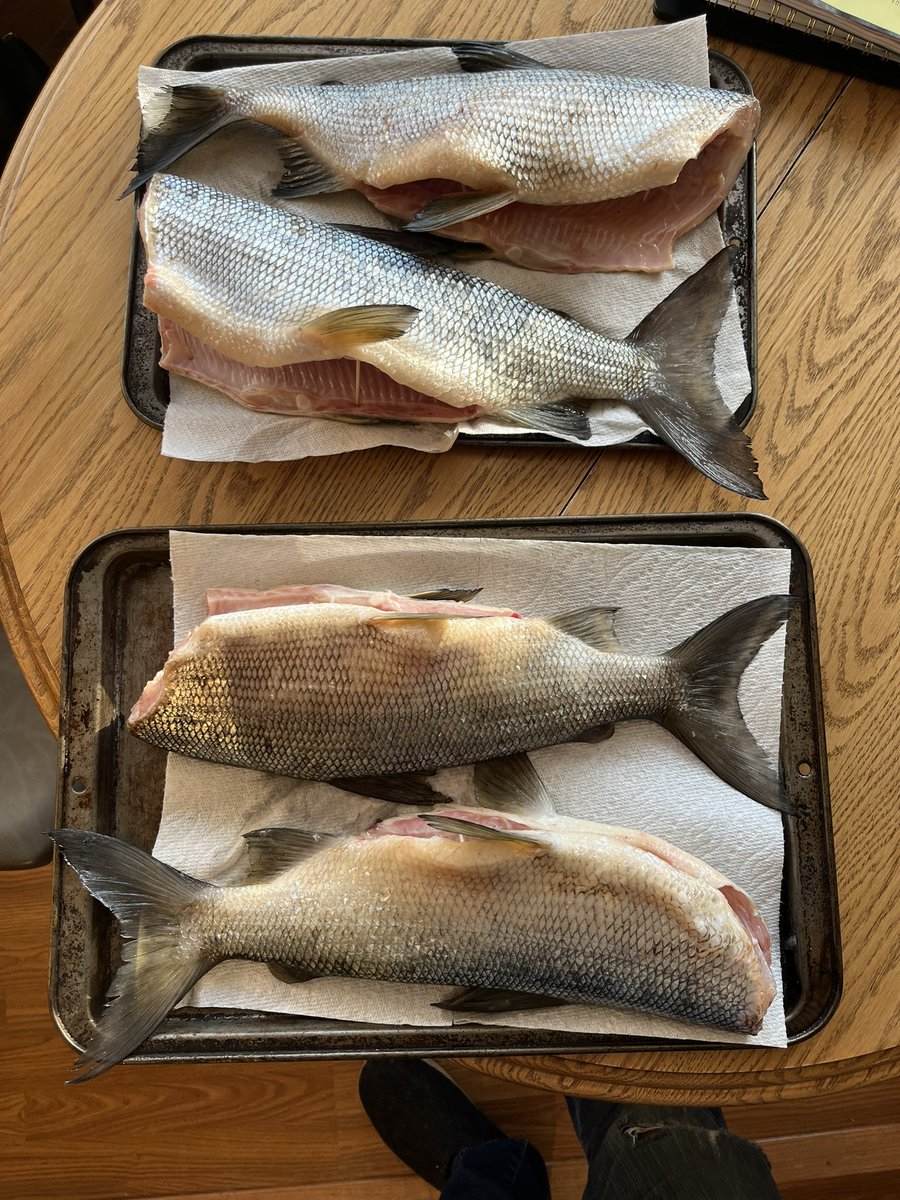 Well the walleye aren’t cooperating so took a few whitefish for the smoker. 
#Happy Sunday #CandleLake #icefishing