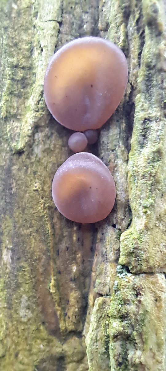 JiscaDijk's tweet photo. #AuriculariauriculaJudae #EchtJudasoor #Fungi #NMV #schimmels #Twente #Nivon #Egheria #Tankenberg
Tussen Oldenzaal en De Lutte ligt op landgoed Egheria met een top van 85 meter - de Tankenberg met prachtig uitzicht.
Vanmorgen met de plantenwerkgroep van Nivon-Hengelo genoten π₯° https://t.co/SijvnKWfaF