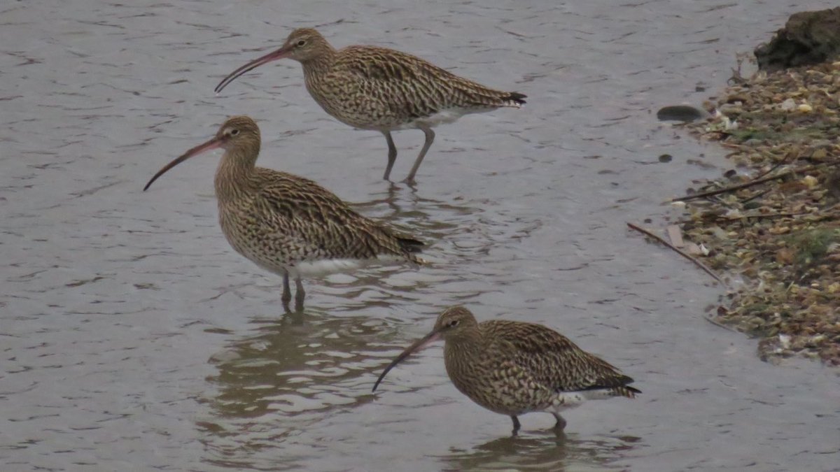 No Frills Birder tweet media